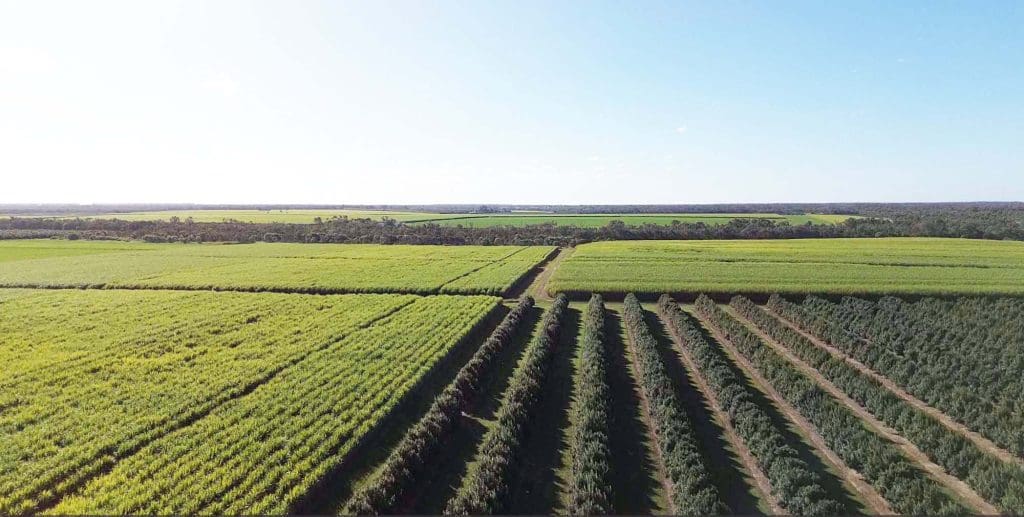 Drone view of agriculture