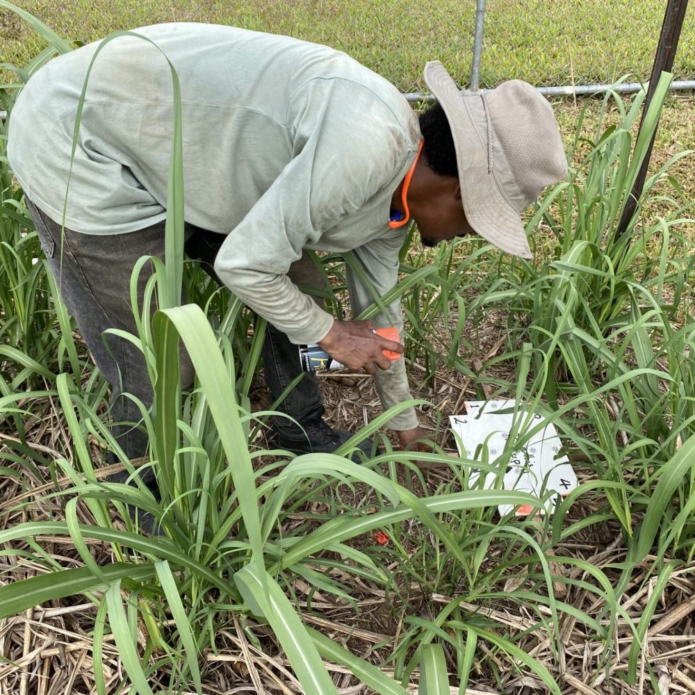 S.Tefera ERC trial site (credit Paul Nelson)
